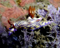 Talk about PSYCHEDELIC!! This fantastical nudibranch was ... by Nick Hobgood 